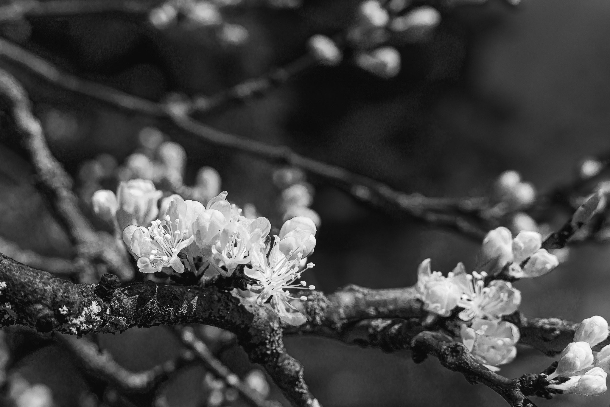 Black and White