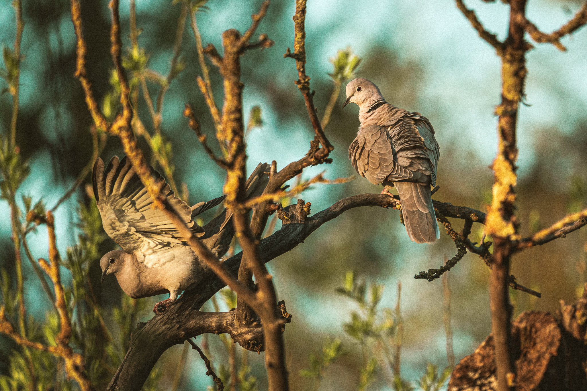 Fauna