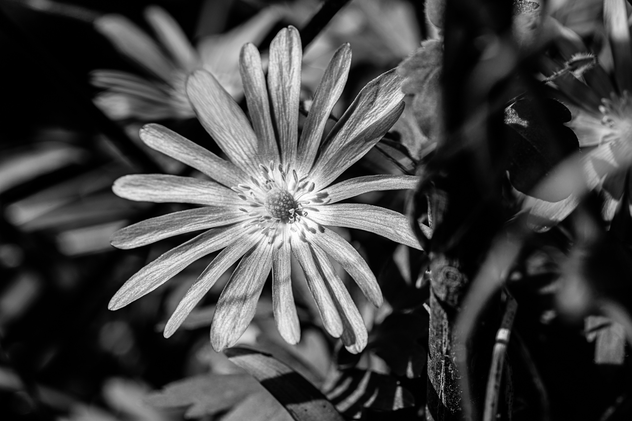 Flora