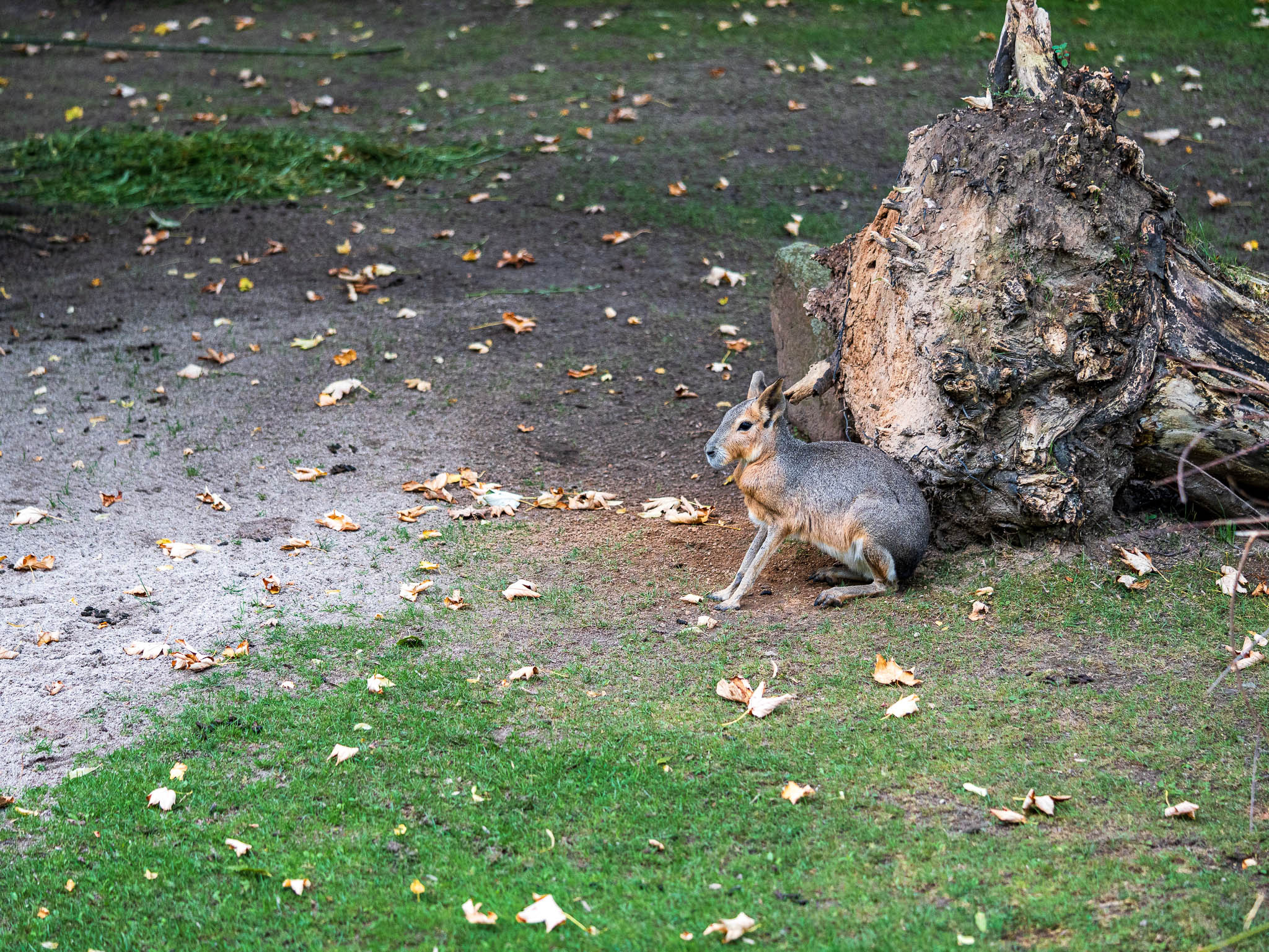 Zoo Leibzig